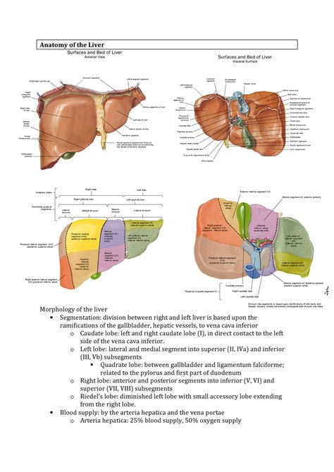 Anatomy Of Liver