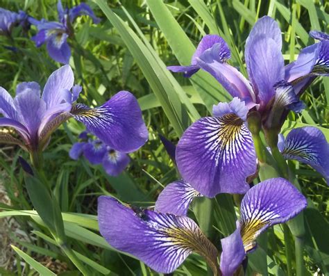 Wild Blue Iris (Iris versicolor) - Bright Lane Gardens