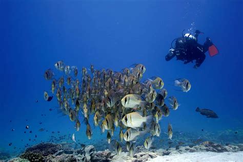 Discover SCUBA Experience Ningaloo Reef - Exmouth Dive and Whale Sharks