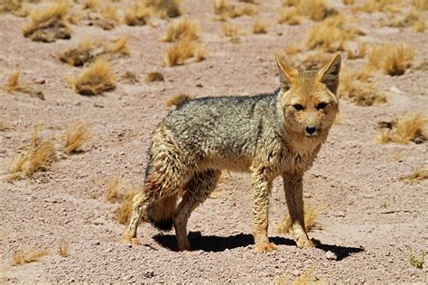 HD wallpaper: photo of brown fox, chile, atacama desert, south, tourism ...