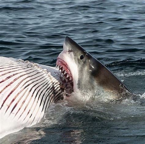 Great White Shark feeding on a whale carcass : r/sharks