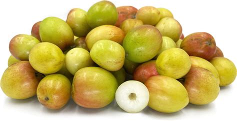 Ber (Indian Jujube) Information and Facts