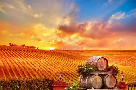 Vineyard Sunset with Wine Barrels Stock Image - Image of hills, sunset: 73914759