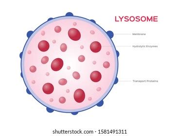 1,532 Lysosome Images, Stock Photos, and Vectors | Shutterstock