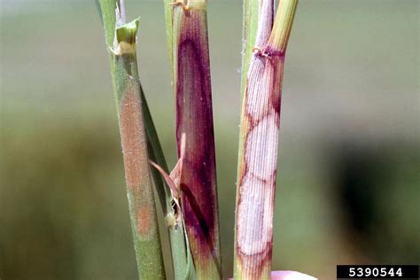 Rhizoctonia damping-off, blight and rot (Rhizoctonia solani ) on rice (Oryza sativa ) - 5390544