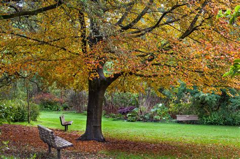 Last Chance: Peak of Fall Colors at SF Botanical Garden | Golden Gate ...