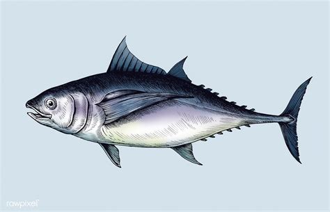 Hand drawn tuna fish | free image by rawpixel.com | Fish sketch, Fish ...