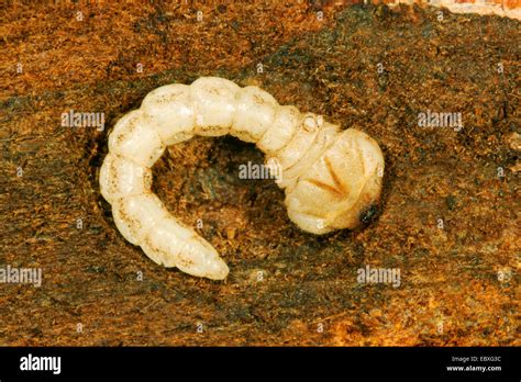 Jewel beetle, Wood-boring beetle (Anthaxia candens), beetle larva Stock Photo, Royalty Free ...