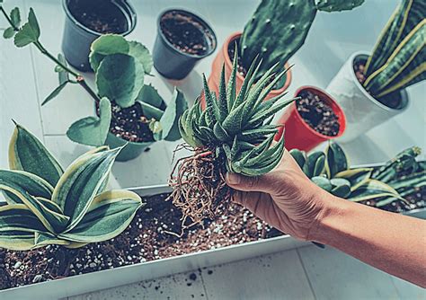 A Beginner's Guide to Repotting Succulents: Step by Step Directions