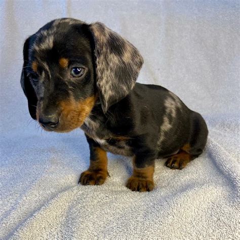 *SOLD* Standard Sliver Dapple Dachshund Puppies | in Belbroughton, West Midlands | Gumtree