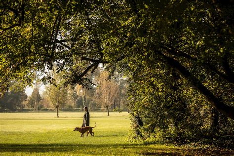 What you need to know about ticks to protect your dog