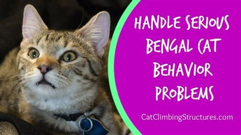 Humanely & Effectively Handle Serious Bengal Cat Behavior Problems ...