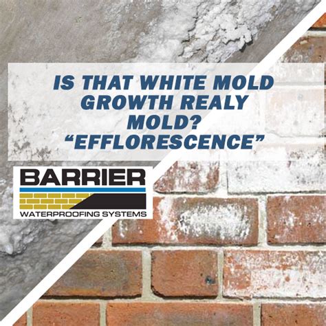 White Mold Growth Removal Services – Learn About Efflorescence – BWS ...