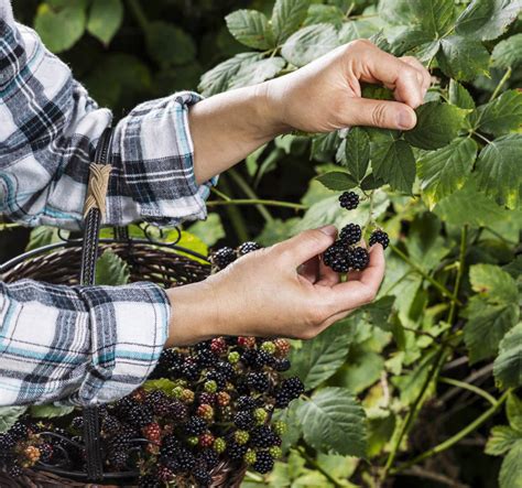 Blackberry Picking Tips and Tools - Mountain Valley Living