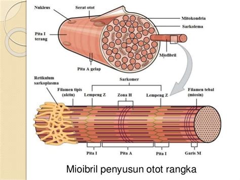 15+ Gambar Struktur Otot