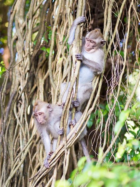 111 Two Baby Monkeys Playing Stock Photos - Free & Royalty-Free Stock Photos from Dreamstime