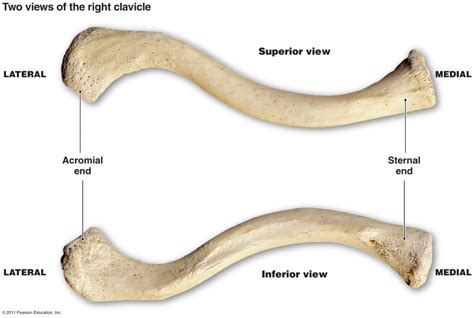 Scapula & Clavicle