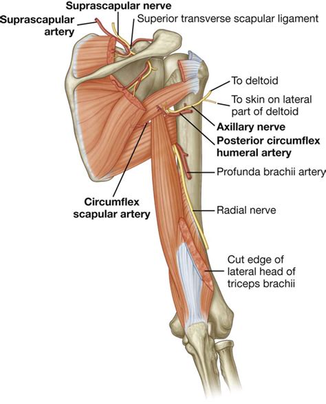 Suprascapular Ligament