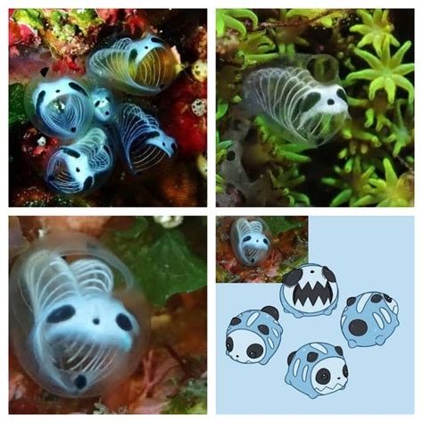 This is Skeleton Panda Sea Squirts, a real marine creature first found ...