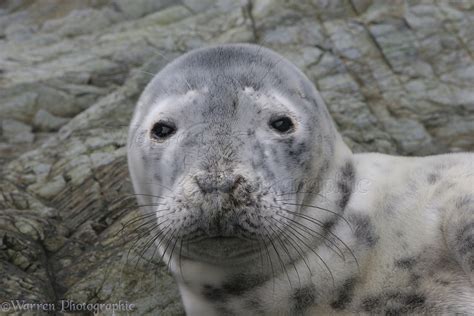 Grey seal pup photo WP08837