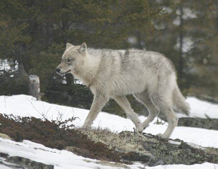 Wolves Of The World - Labrador Wolf - Canis lupus labradorius