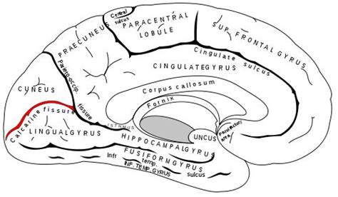 calcarine fissure - Google Search | Cingulate cortex, Anterior ...