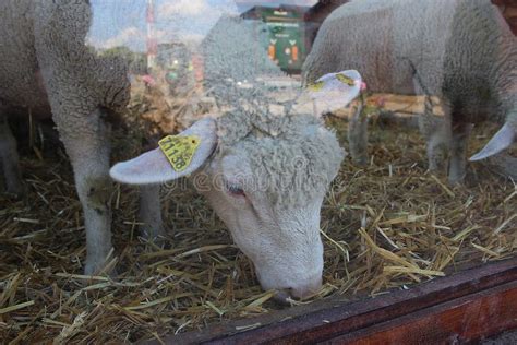 White Sheep Eating Hay in Barn Editorial Photography - Image of face, lambs: 121477947