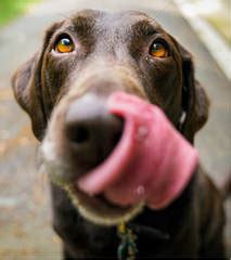 Bacteria in Dog Saliva - Mallard Creek Animal Hospital