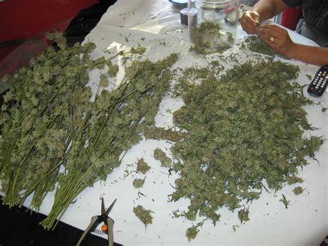 How To Get A Job In The California Marijuana Fields | The HoliDaze