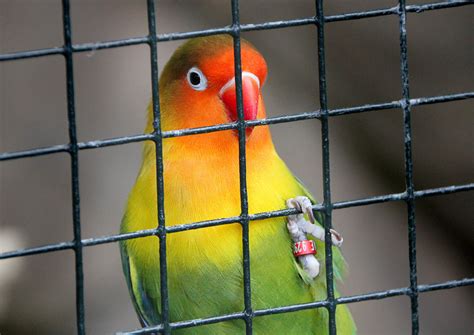 Free Images : cute, red, color, frog, yellow, sad, fun, captivity, figure, prison, funny, grid ...