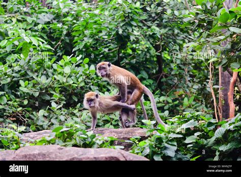 Mating monkeys hi-res stock photography and images - Alamy