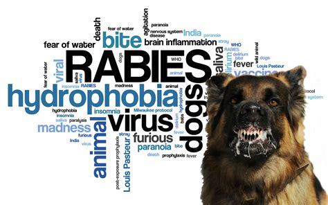 Is Rabies Always Fatal In Dogs