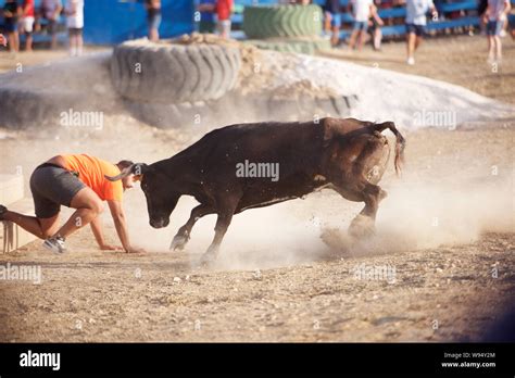 Bull attacking a man inside a bull-running arena Stock Photo - Alamy