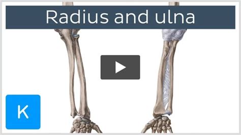 Radial tuberosity: Anatomy, location and function | Kenhub