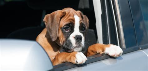 Boxer Puppy Training Tips for the Caring Dog Parent | DogDreamCbd