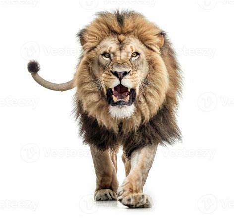 Lion walking on white background. 27531562 Stock Photo at Vecteezy