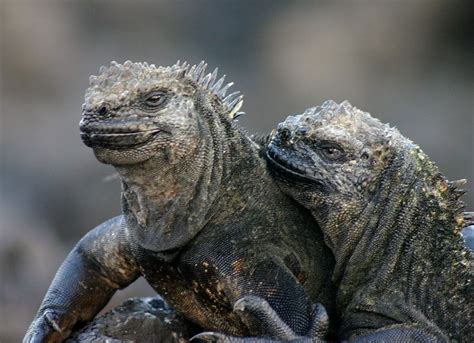 Iguana - Marine Iguana Information for Kids