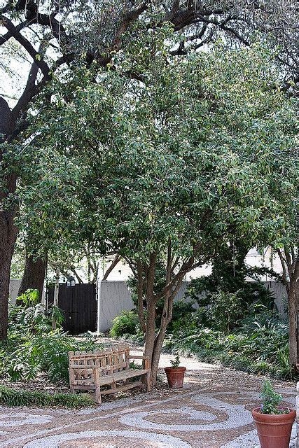 Tea Olive Trees (Osmanthus fragrans) | Olive trees landscape, Osmanthus fragrans, Olive trees garden