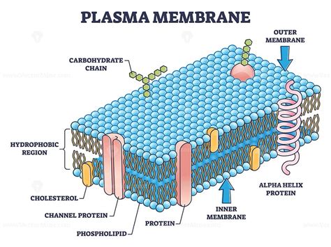 Cell membrane or cytoplasmic membrane microscopic structure outline ...