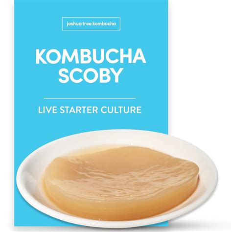 Kombucha Scoby and Starter Tea, Live Kombucha Starter Liquid, Kombucha Tea Starter Culture, Brew ...