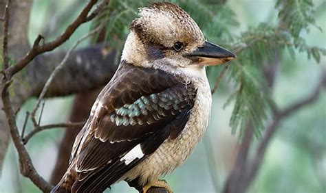 Laughing Kookaburra - Facts, Diet & Habitat Information