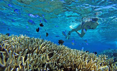 Moorea Private Snorkeling Tours - Moorea Ocean Adventures