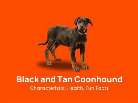 Black and Tan Coonhound Dog: Characteristic, Health & Fun Facts!