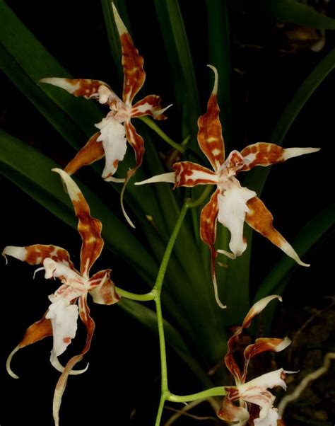 Odontoglossum crocidipterum | Orchids, Garden