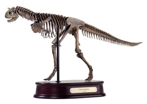 Carnotaurus Skeleton Model | DinoStoreus