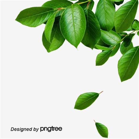 green leaves are flying in the air on a white background with text that reads, designed by pngtree