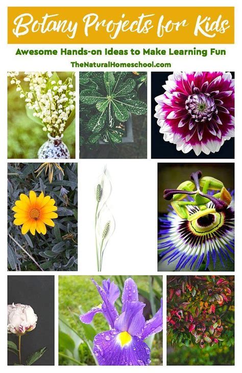 Botany Projects for Kids - Awesome Hands-on Learning Ideas - The ...