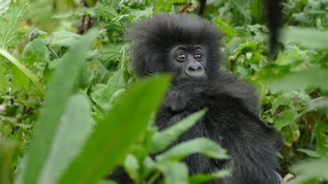 Baby Boom: Naming the gorillas of 2020 - Dian Fossey Gorilla Fund