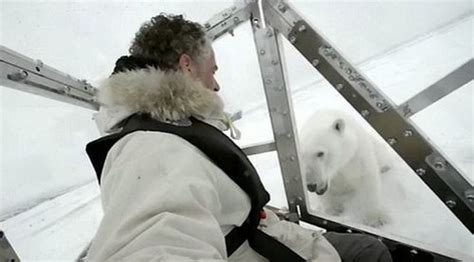 Spectacular Polar Bear Attack (15 pics)