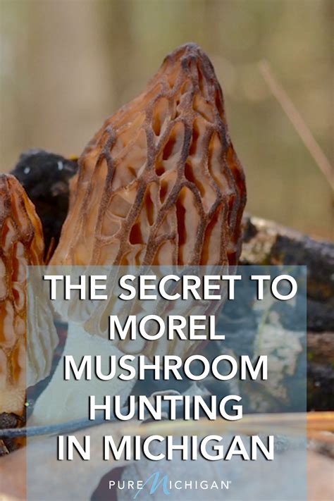 The Secret to Morel Mushroom Hunting in Michigan in 2021 | Mushroom ...